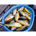 Frozen Yellow croaker fish New Arrived